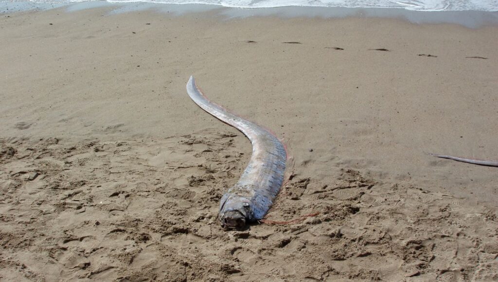 ¿Por qué aparecieron peces remo en las costas de Baja California Sur?