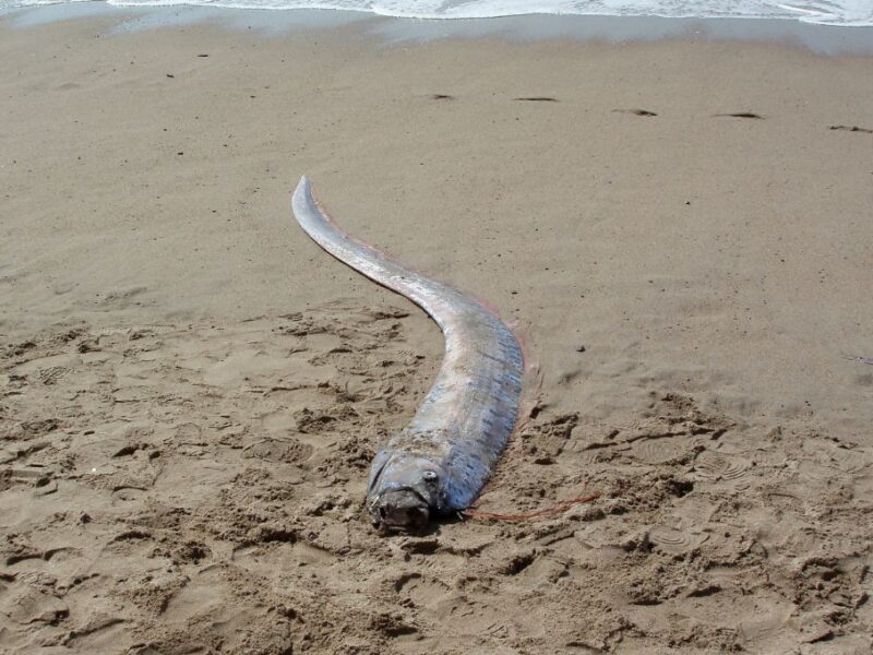 ¿Por qué aparecieron peces remo en las costas de Baja California Sur?