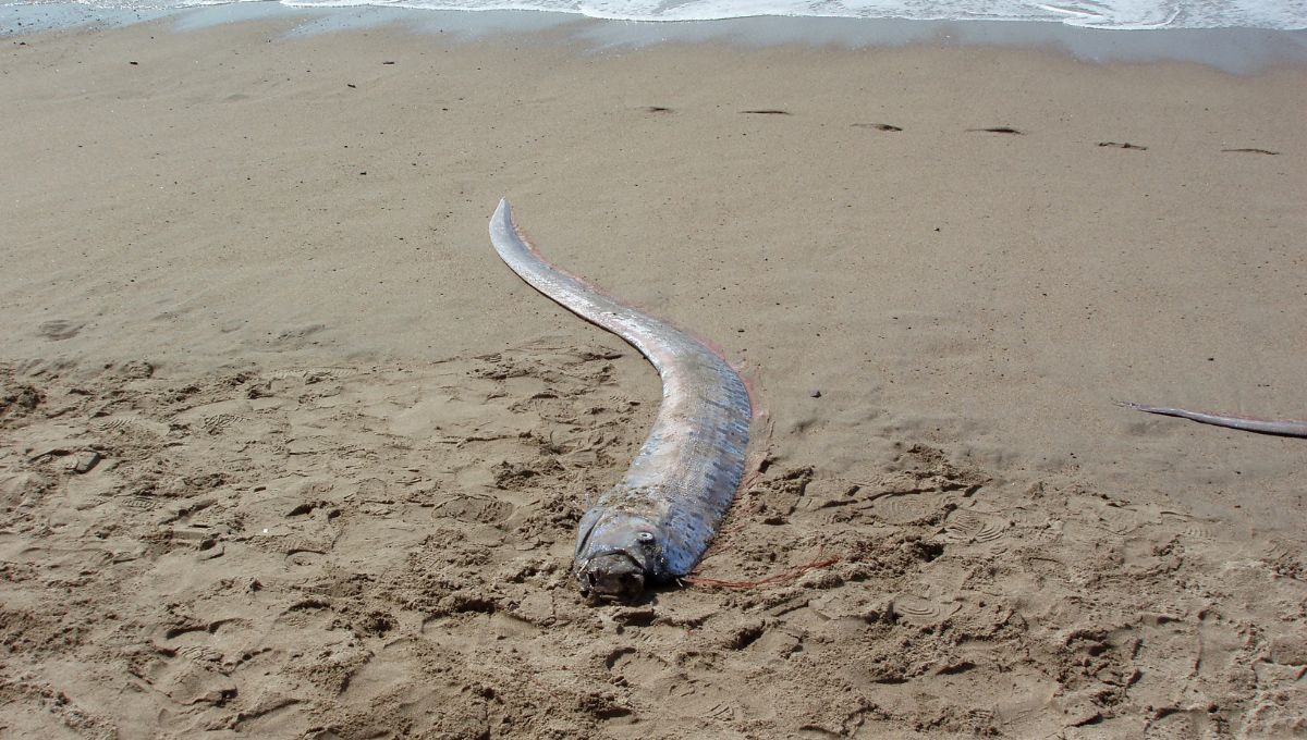 ¿Por qué aparecieron peces remo en las costas de Baja California Sur?