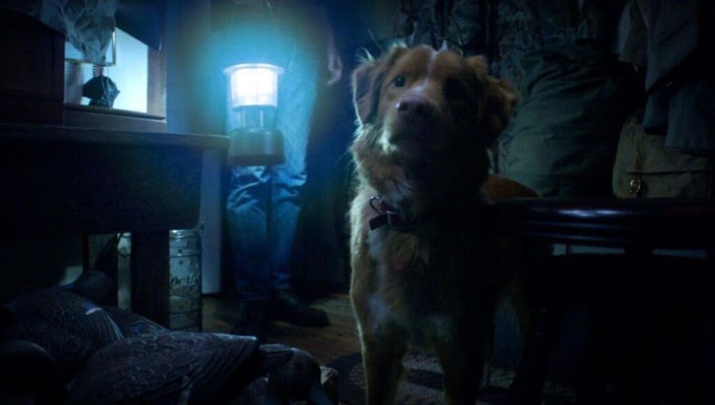 Primero tráiler de la película de terror Good Boy