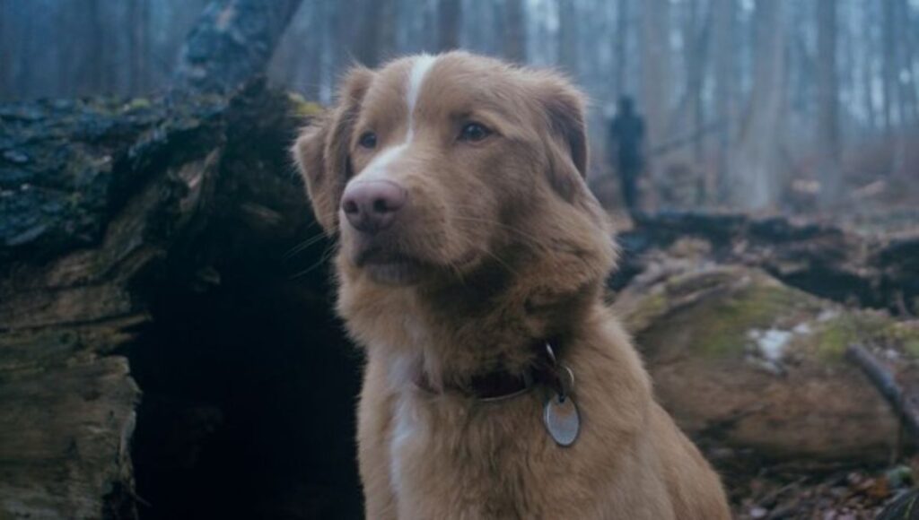 Película de terror Good Boy