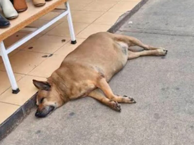 El Perrito gordo de Texcoco en Google Maps