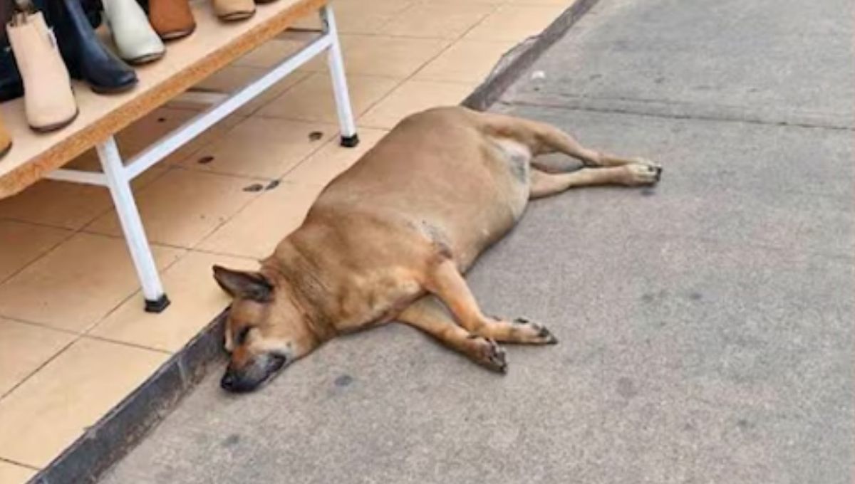 El Perrito gordo de Texcoco en Google Maps