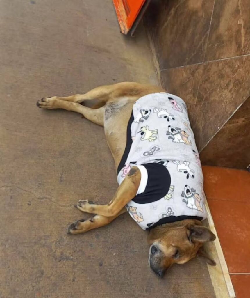 Perrito gordo de Texcoco