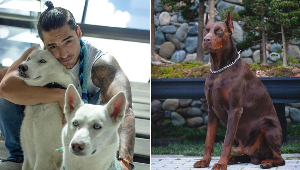 Características de los perros de Maluma