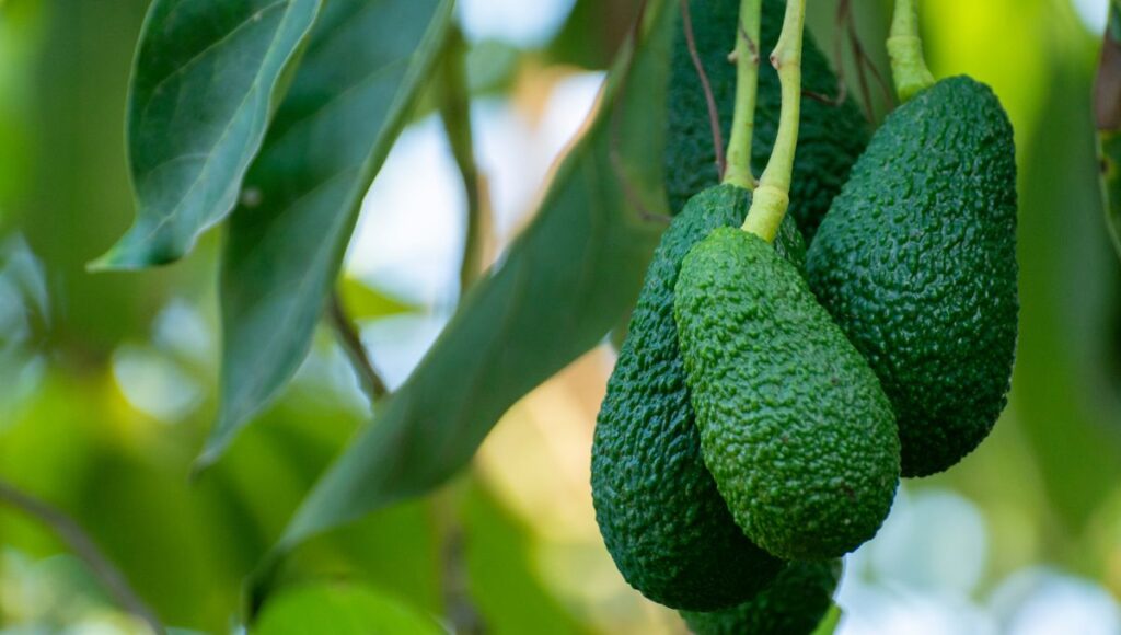 Paso a paso para plantar un árbol de aguacate con esquejes