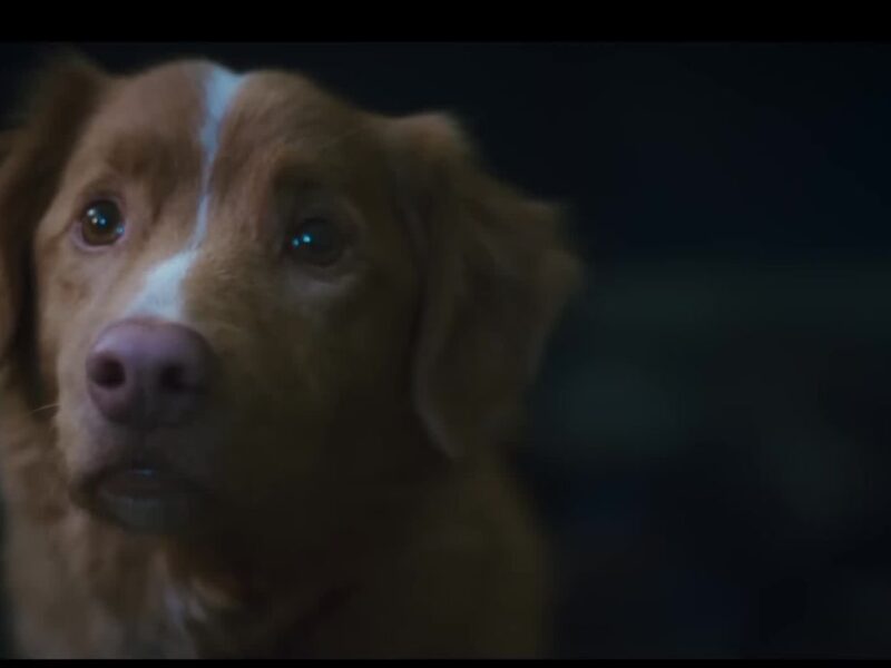 Tráiler de la película de terror Good Boy