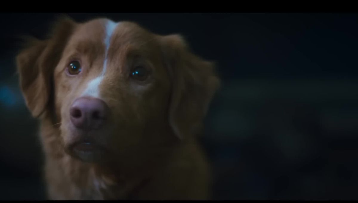 Tráiler de la película de terror Good Boy