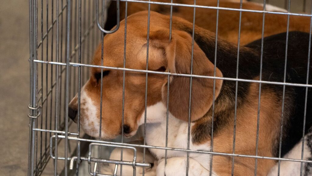 Prohibirán venta de mascotas en tiendas de la CDMX