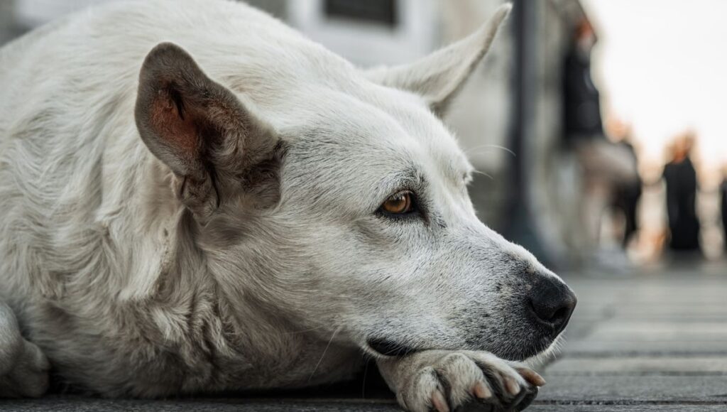 ¿qué siente un perro cuando es abandonado?