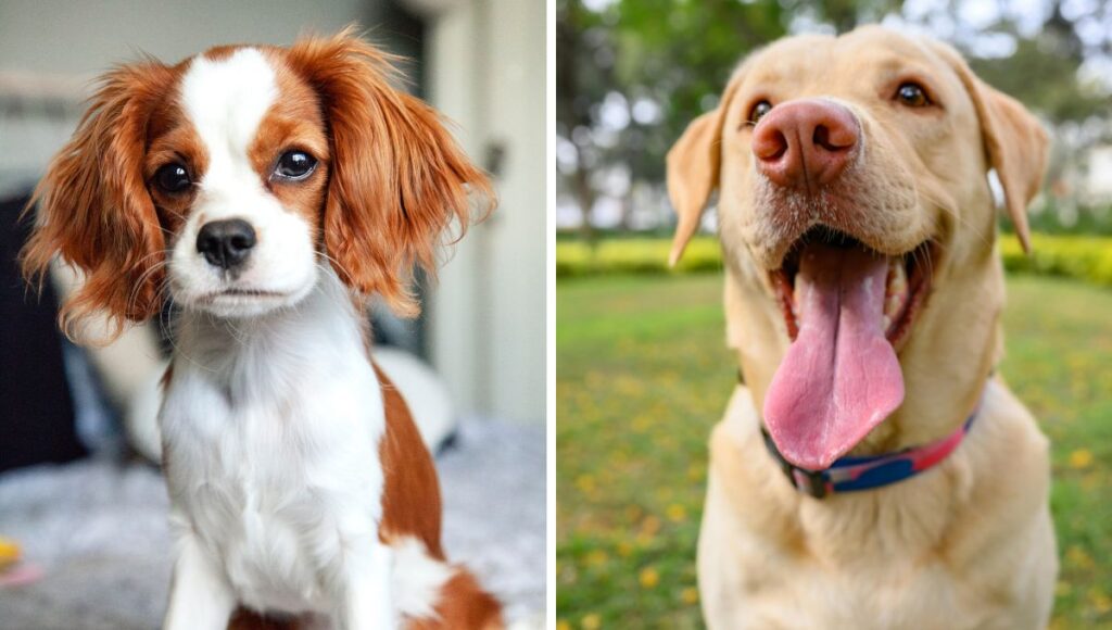 Razas de perro para adoptar por primera vez