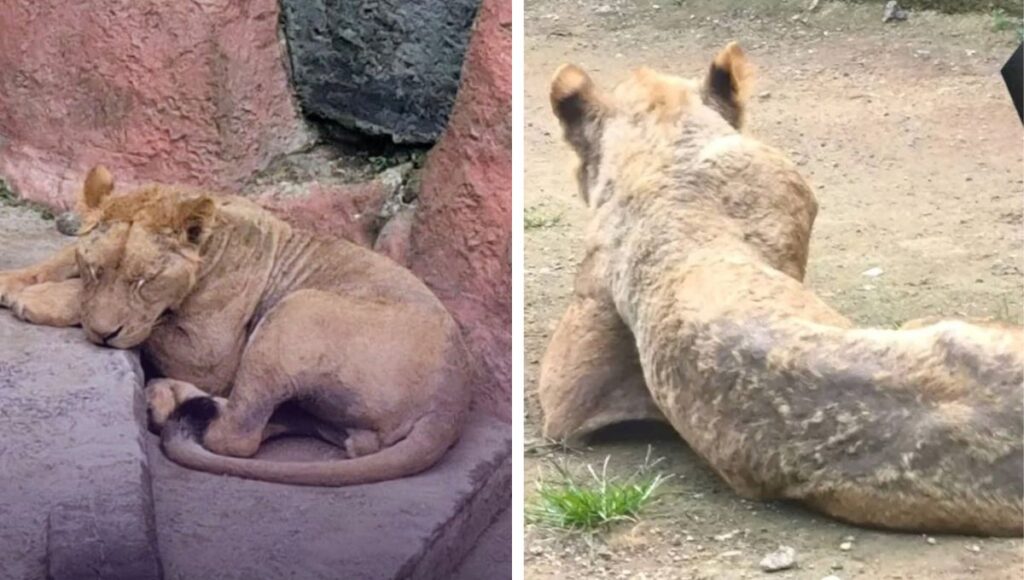 Muere león en Orizaba Veracruz