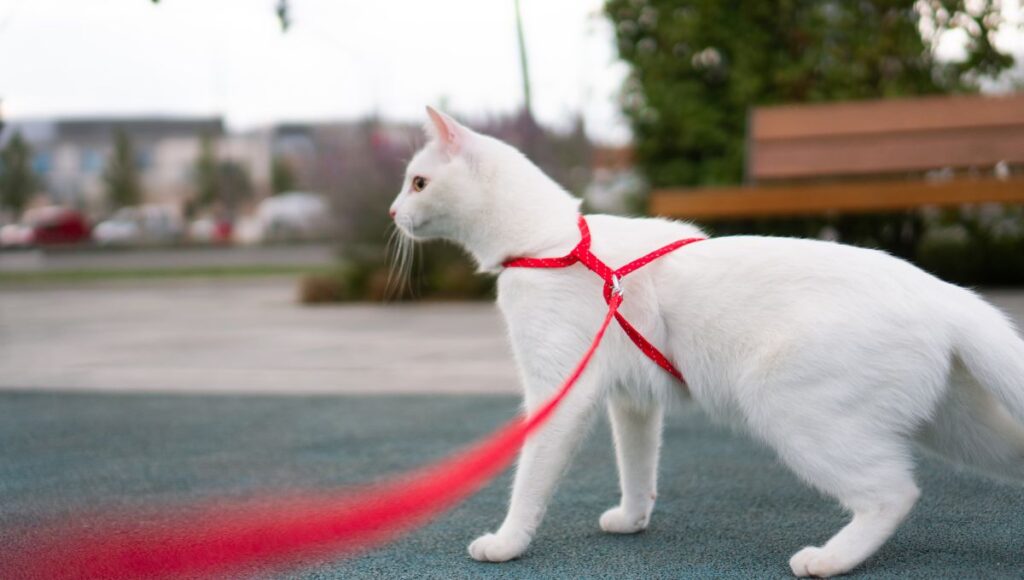 Consecuencias de sacar a pasear a tu gato con correa