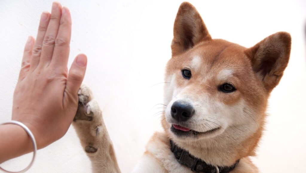 cómo saber si un perro es amigable