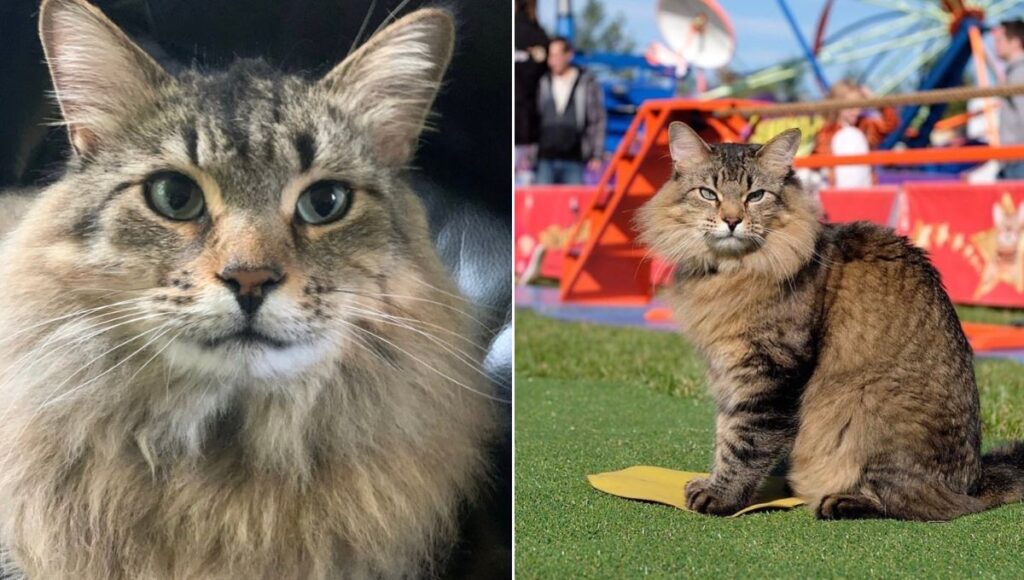 Tonic gato estrella de la película Atrapado Robando