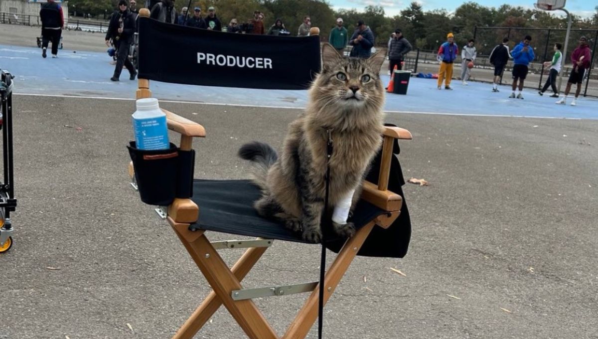 Tonic gato de la película Atrapado robando
