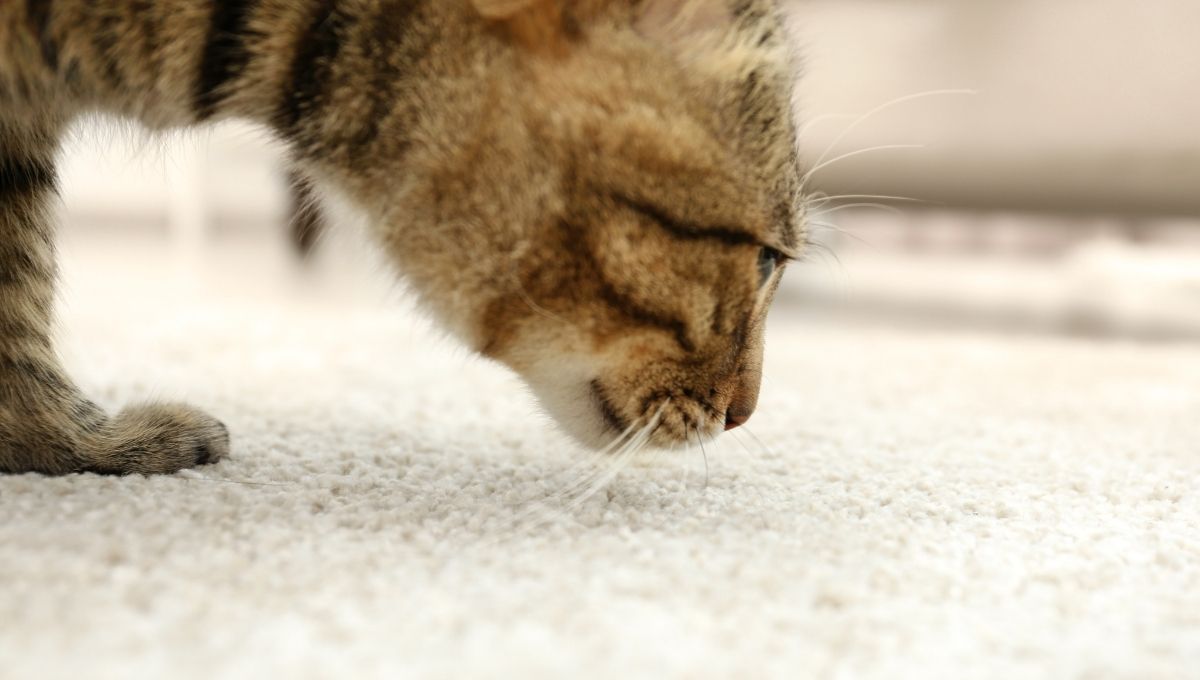un estudio revelo que los gatos identifican a su dueño solo usando el olfato