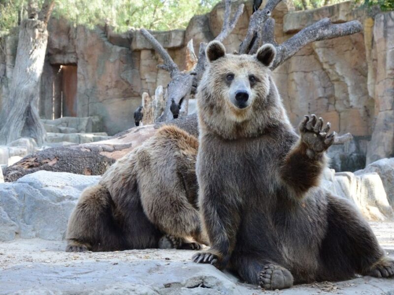 un zoologico de dinamarca esta pidiendo mascotas para alimentar a sus animales