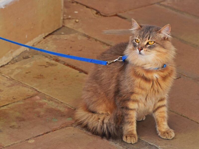 ¿Son buenas o malas las correas para gatos?