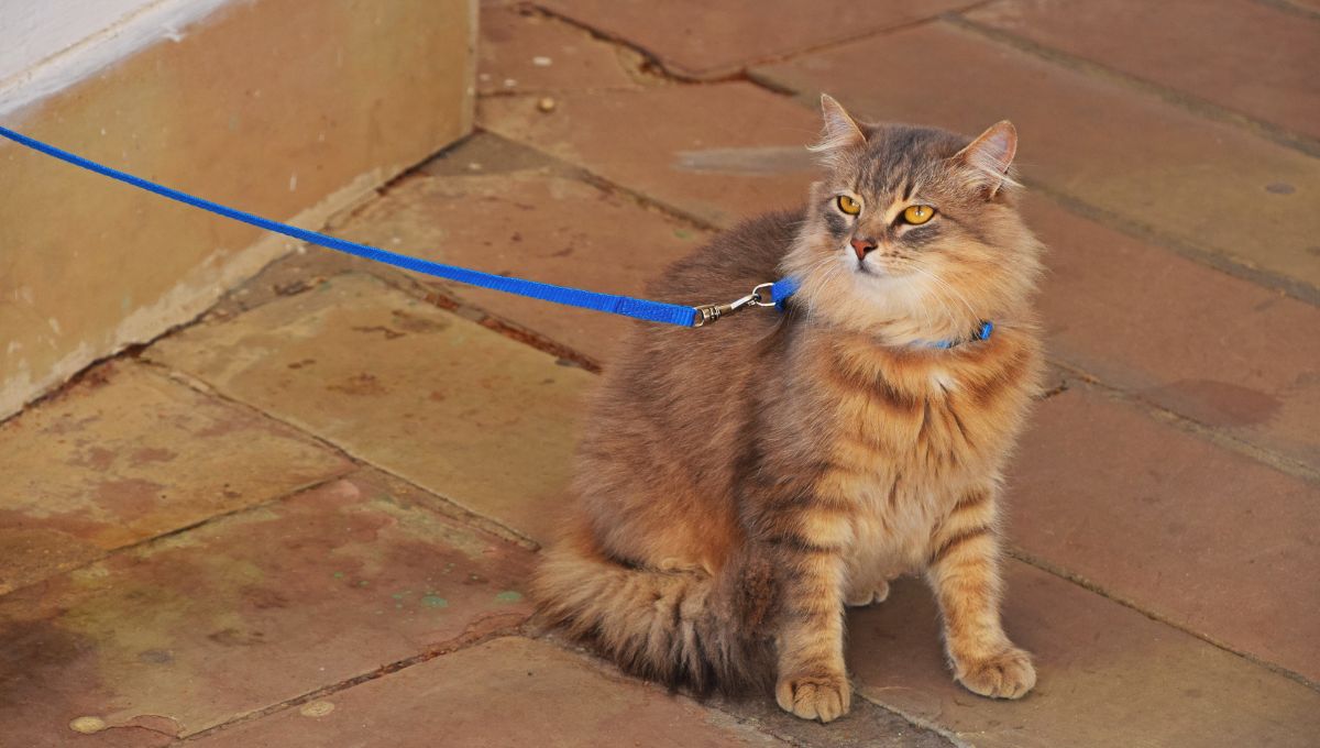¿Son buenas o malas las correas para gatos?