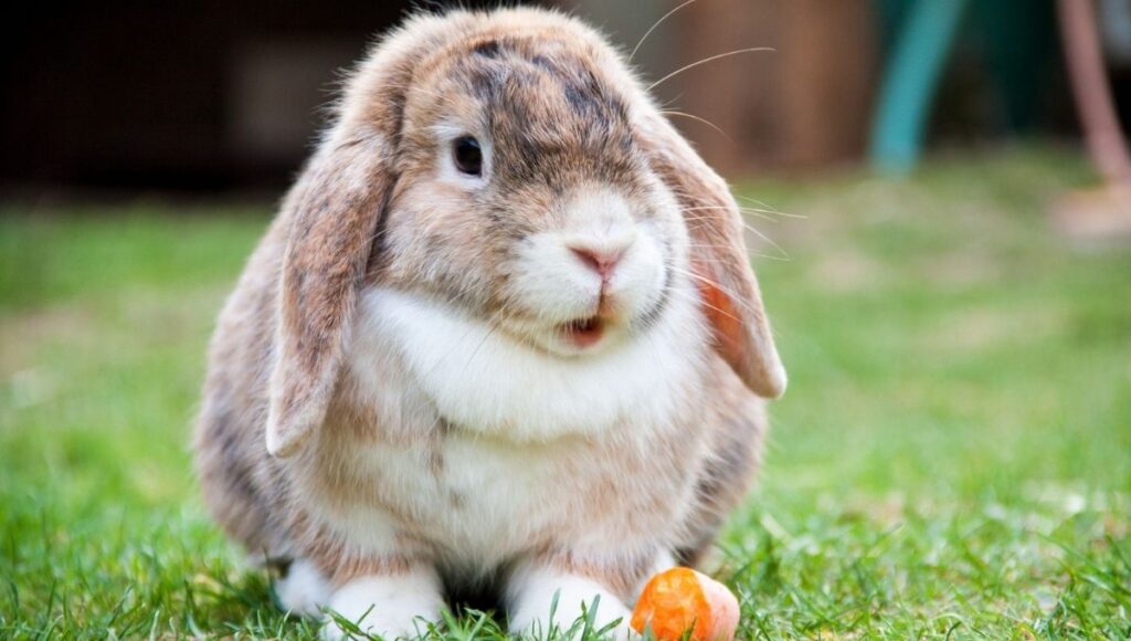 zoologico de dinamarca pide mascotas para alimentar a sus animales