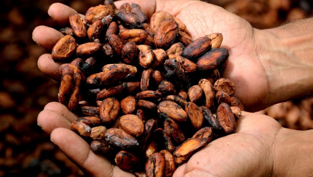 2 de septiembre Día Nacional del Cacao y Chocolate en México