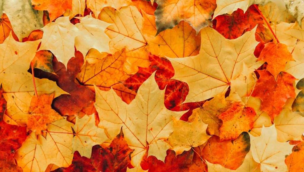 Fragancias para usar en el otoño