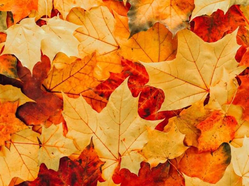 Fragancias para usar en el otoño