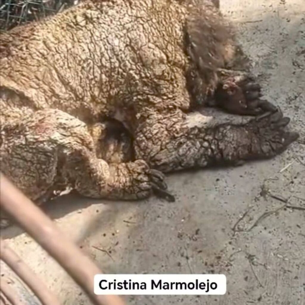 Denuncian al zoológico La Pastora por abandonar a osos