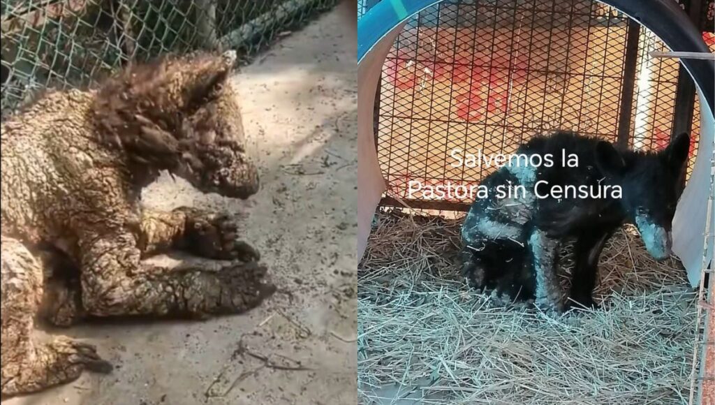 Denuncian al zoológico La Pastora por abandonar a osos