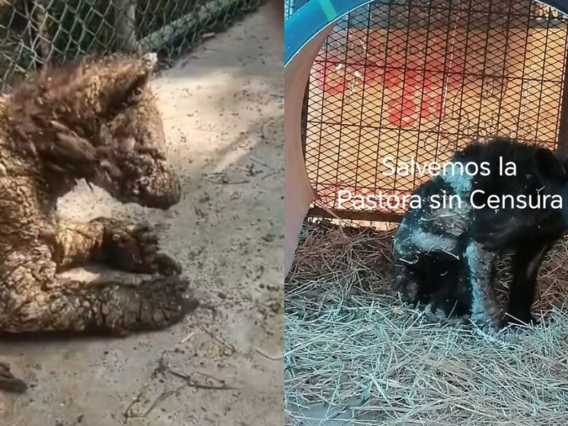 Denuncian al zoológico La Pastora por abandonar a osos