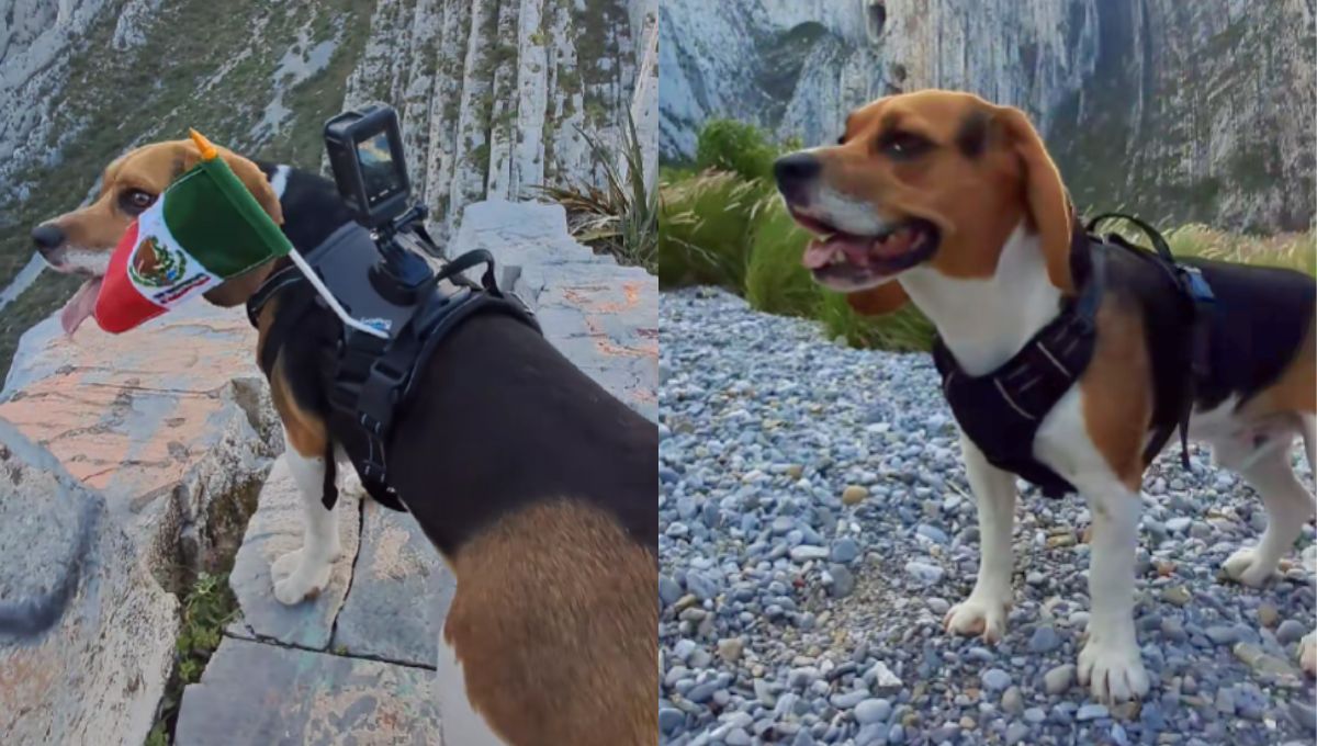Quién es Boston, el perrito beagle de TikTok que subió al cerro de la Huasteca