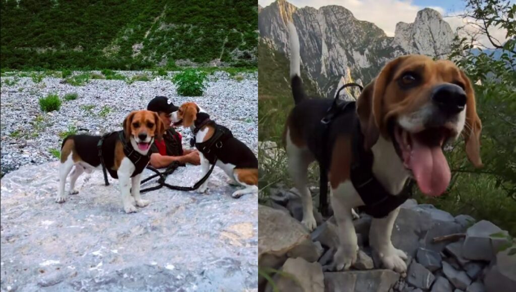 Quién es Boston, el perrito beagle de TikTok que subió al cerro de la Huasteca