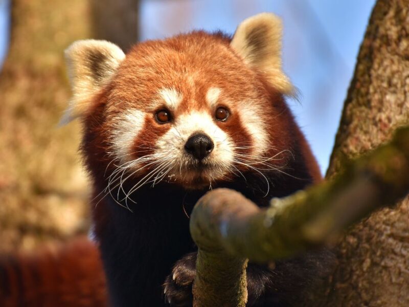 Efemérides, santoral y Día Internacional del Panda Rojo hoy 20 de septiembre