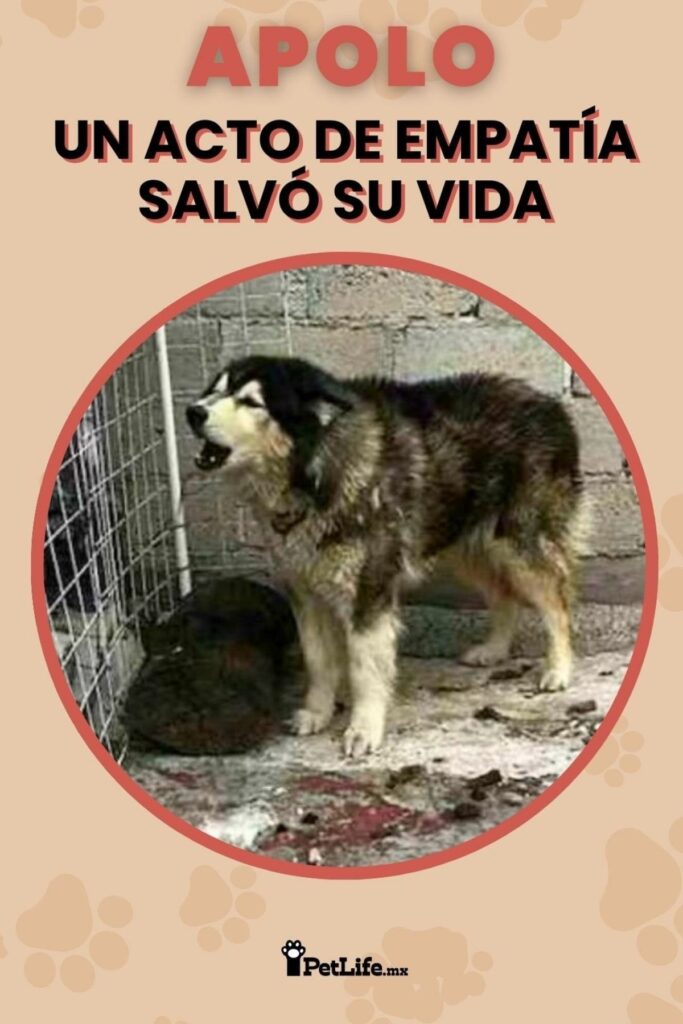 apolo el perro rescatado por periodistas que paso 9 dias sin comida ni agua
