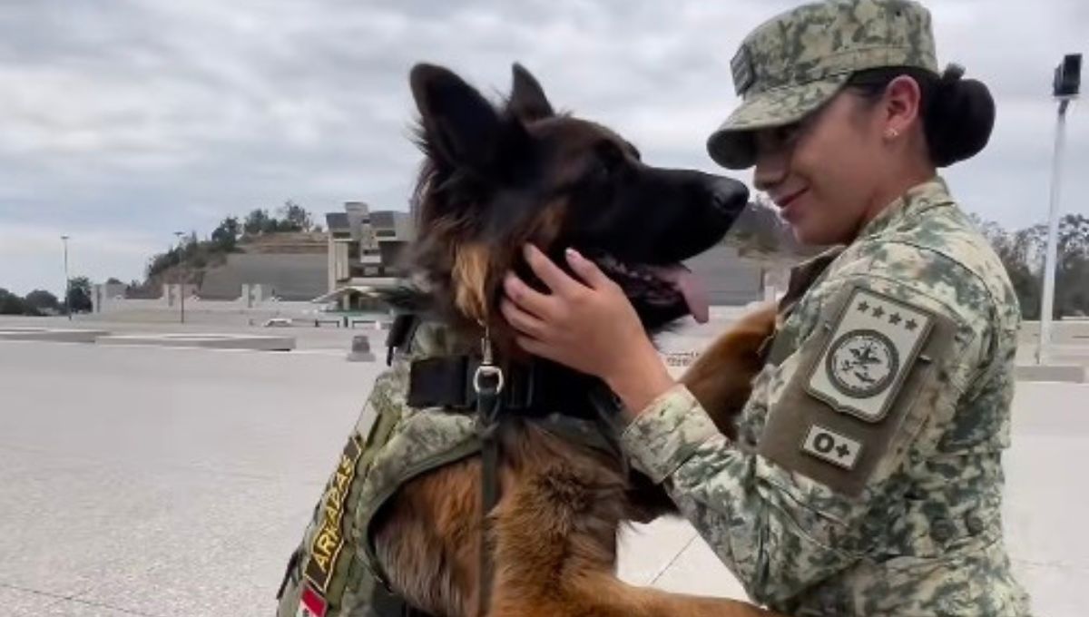 Arkadas perro turco donado a México
