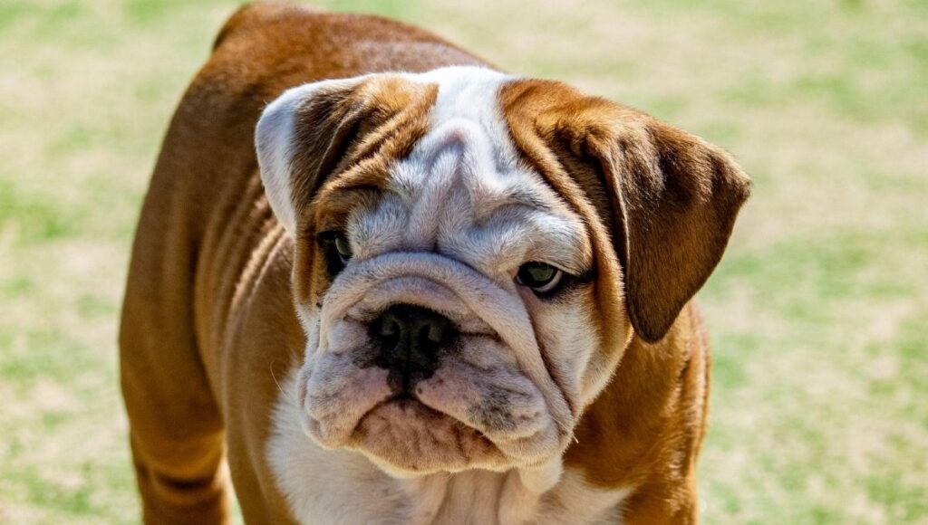 Esperanza de vida de un bulldog inglés