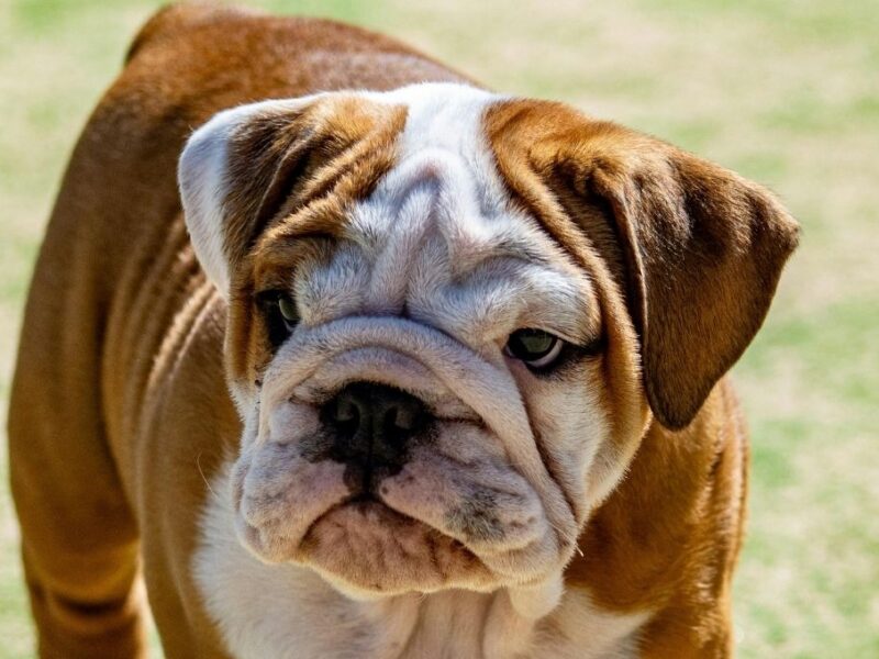Esperanza de vida de un bulldog inglés