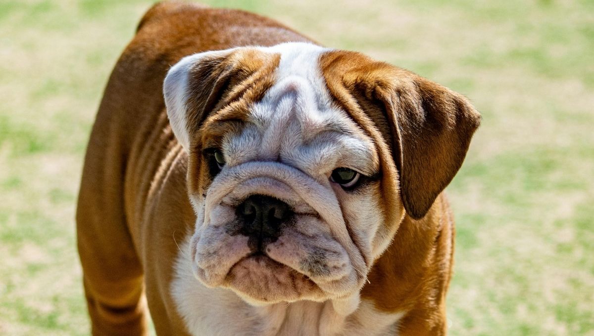 Esperanza de vida de un bulldog inglés