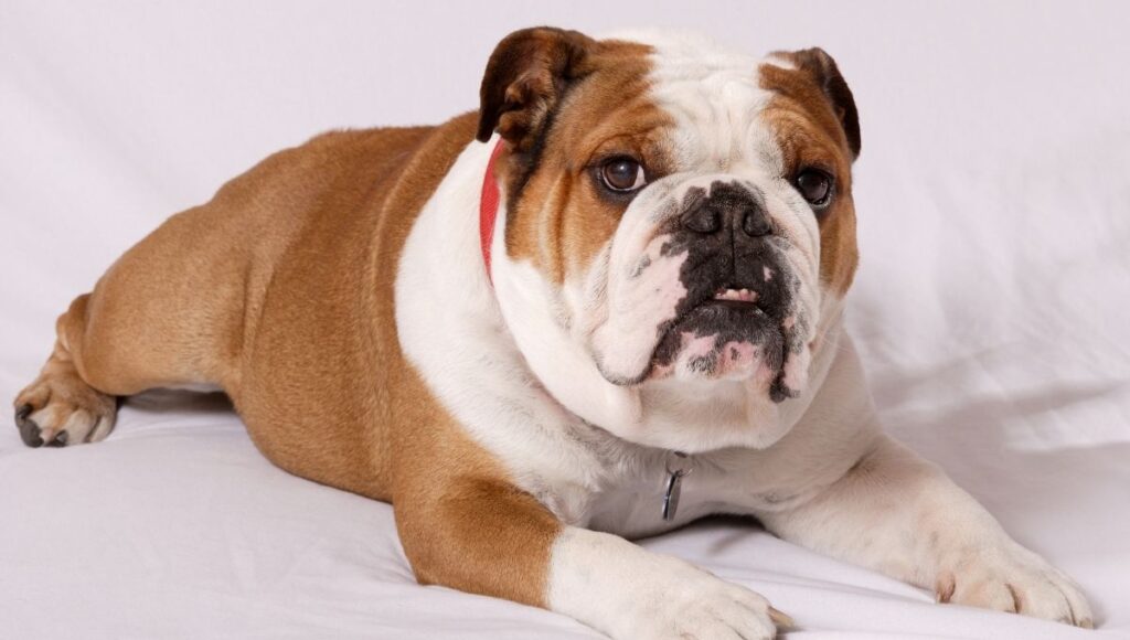 Esperanza de vida de un bulldog inglés