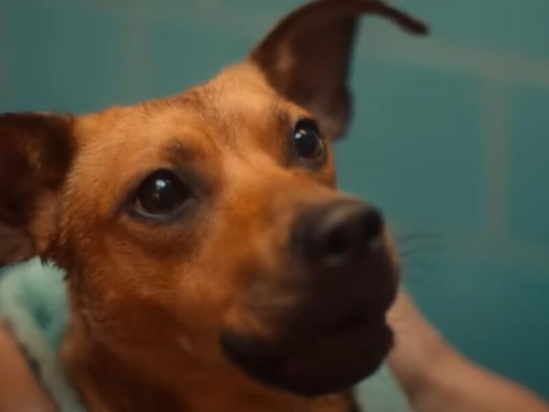 Caramelo primera película protagonizada por un perro callejero