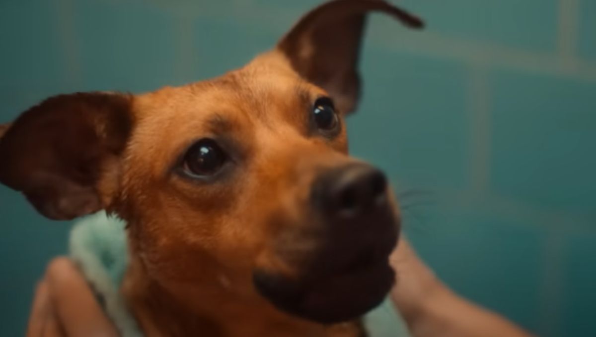 Caramelo primera película protagonizada por un perro callejero