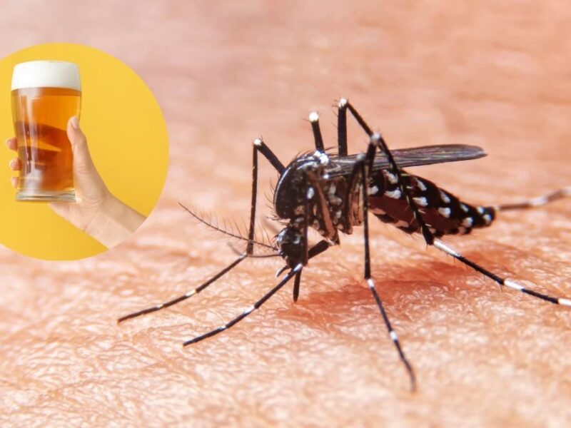 Mosquitos tienen gusto por la cerveza