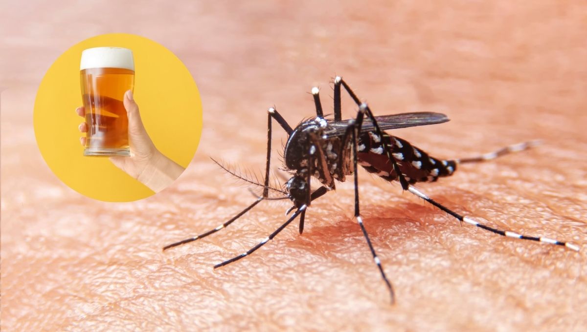 Mosquitos tienen gusto por la cerveza