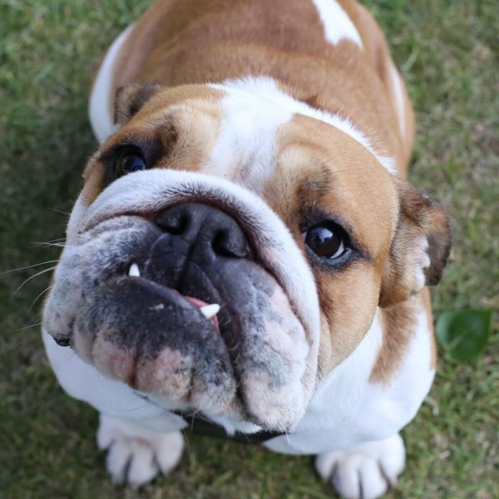 cuantas mascotas tuvo lewis hamilton