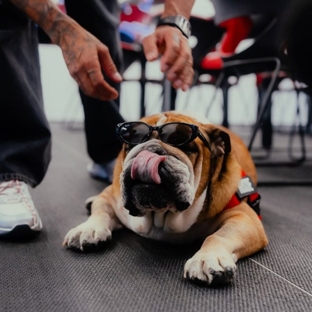 cuantos años tenia el perro de hamilton