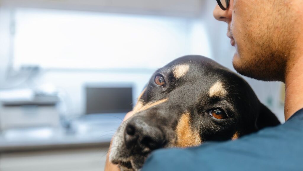 Señales para detectar cáncer en perros