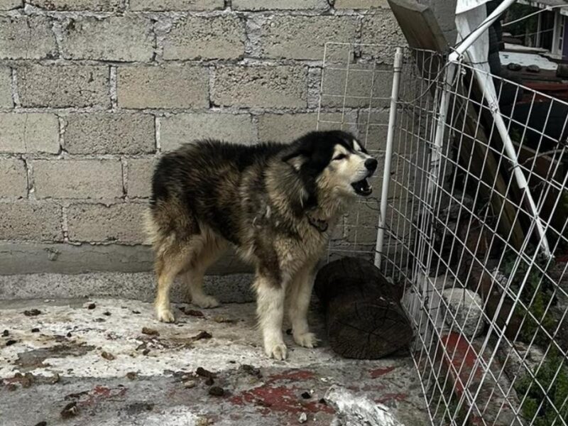 dos periodistas rescataron a un perro husky y ahora el dueño quiere empezar una demanda en su contra