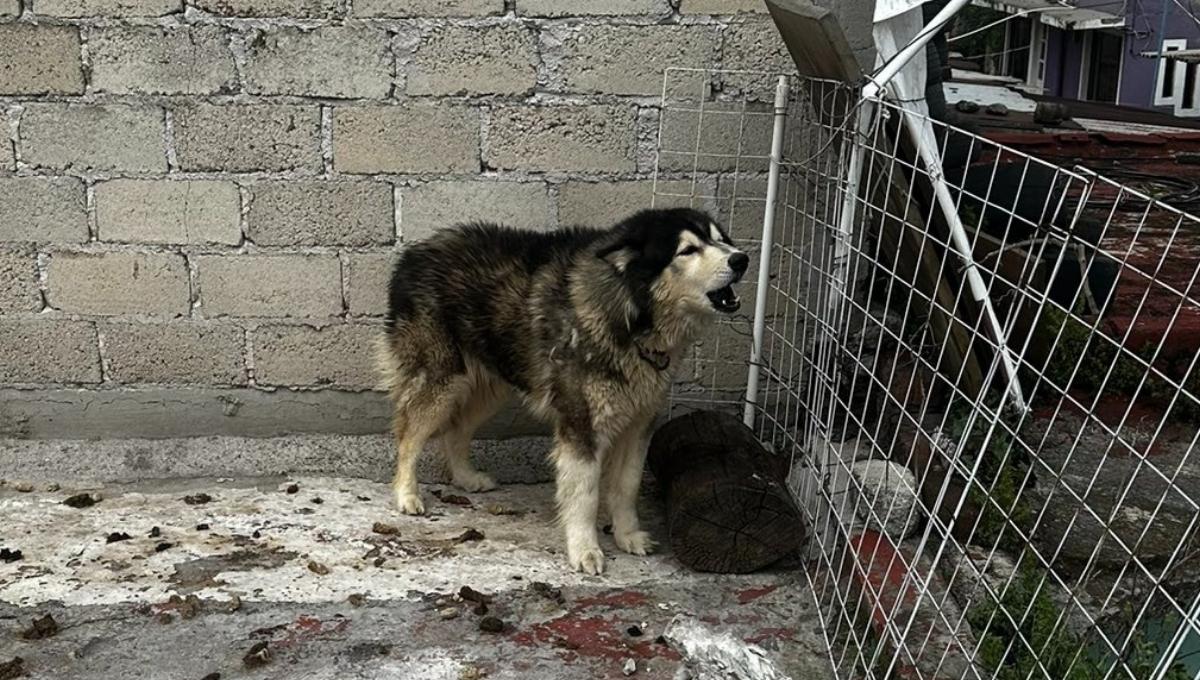 dos periodistas rescataron a un perro husky y ahora el dueño quiere empezar una demanda en su contra