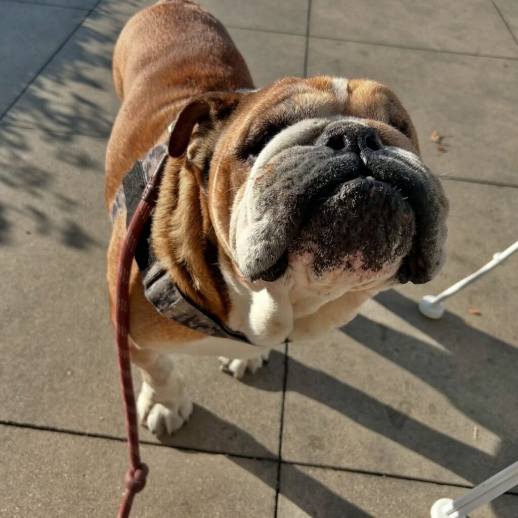 edad y raza de roscoe el perro de hamilton